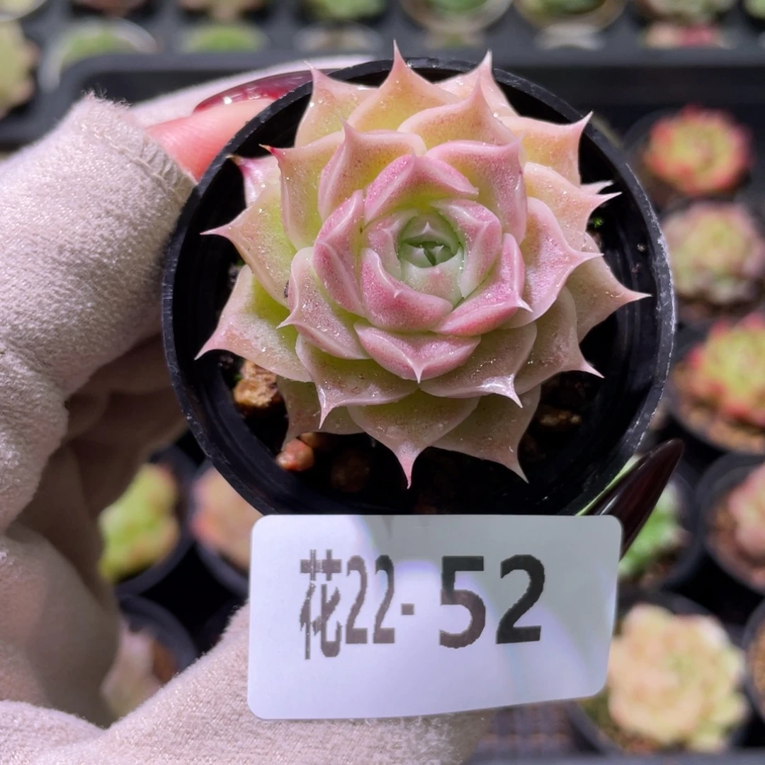 花利美22-52霜瓷单头