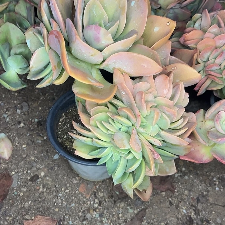 冷***底鹤氏缀化，一物一拍