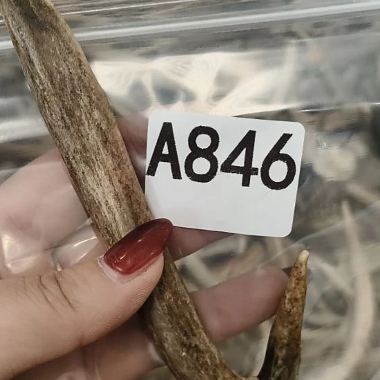 金***8鹿角鹿角鹿角鹿角鹿角鹿角