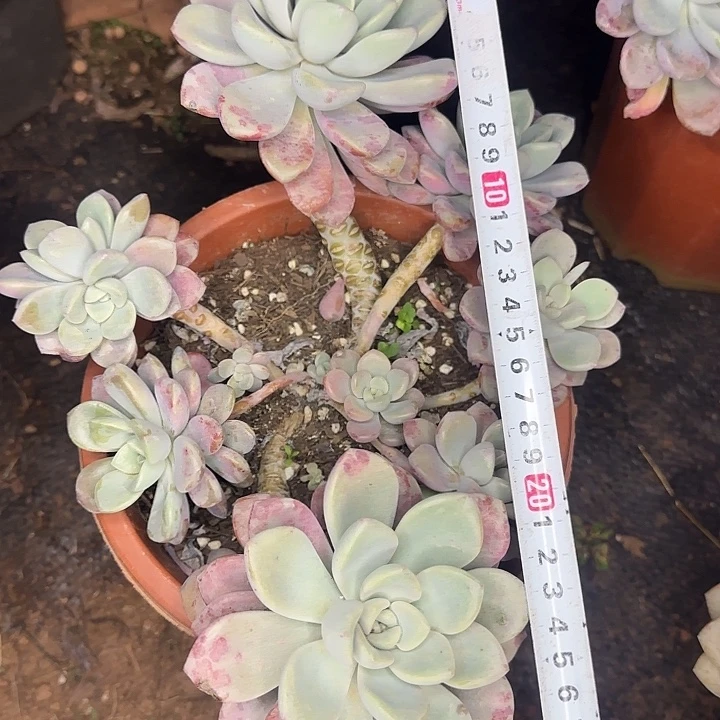 多肉植物一物一拍花斑鹿773