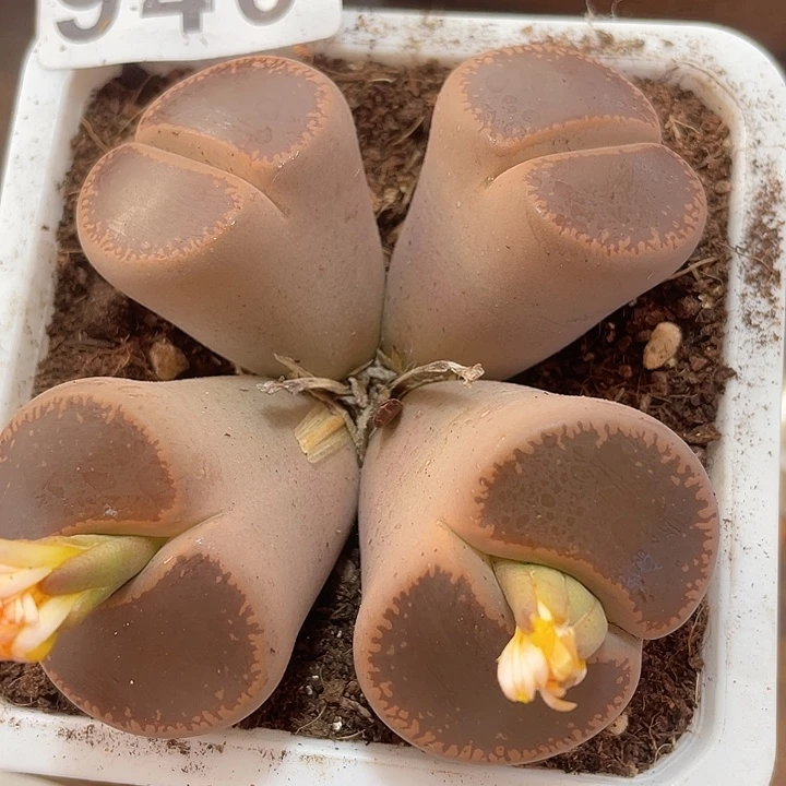 生石花一颗946，生石花