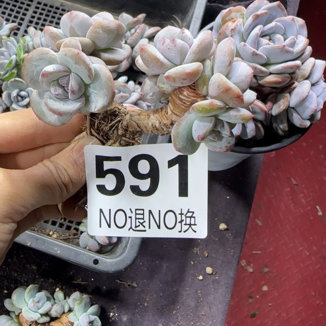 6头一物一拍星影591