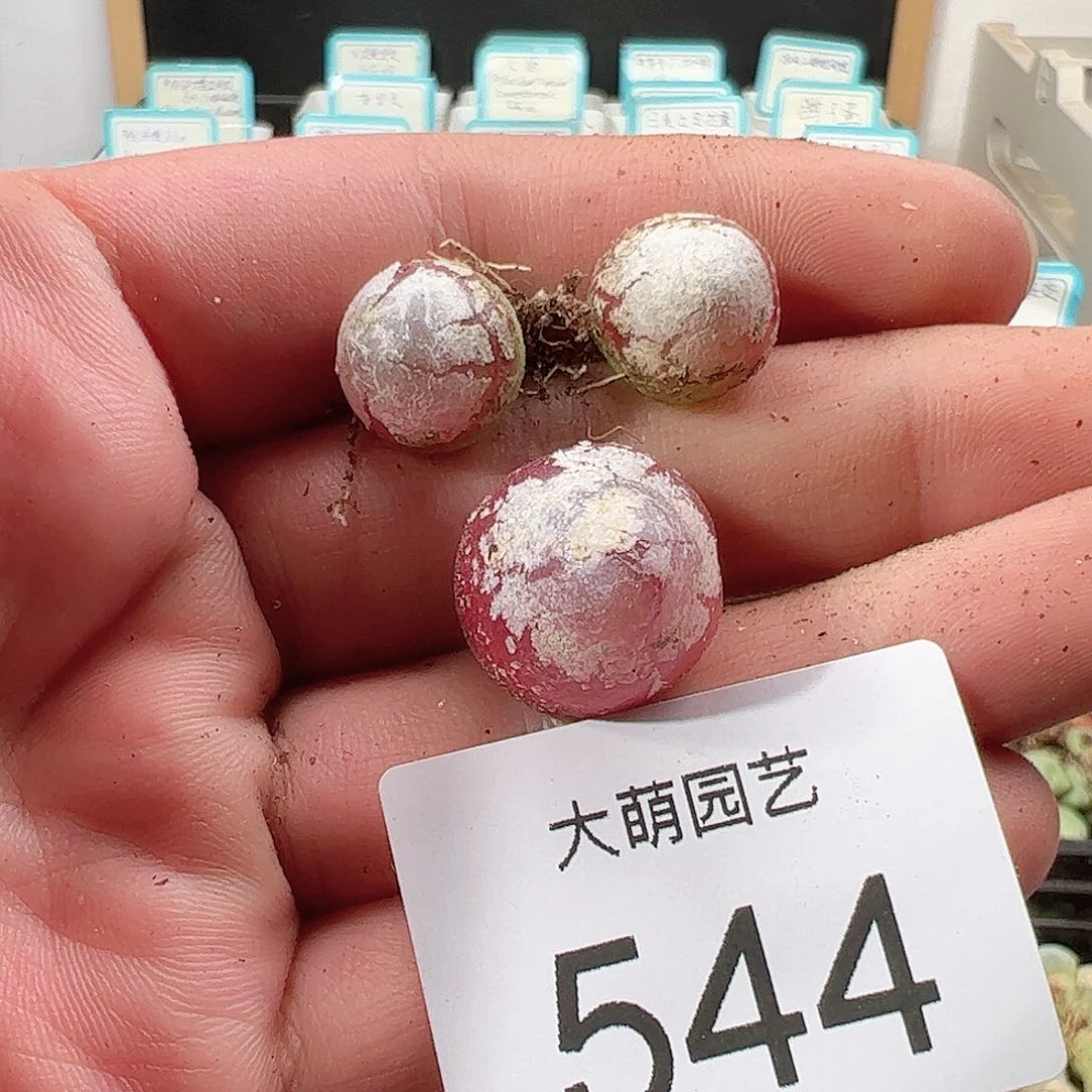 0000544 一物一拍……