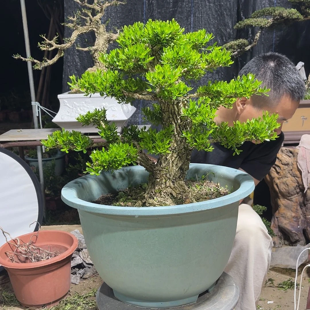 当前无花朵，栽培后可花朵