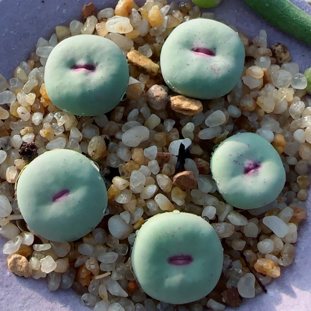 多肉植物大型ＰＶ1014 嘴一组42号
