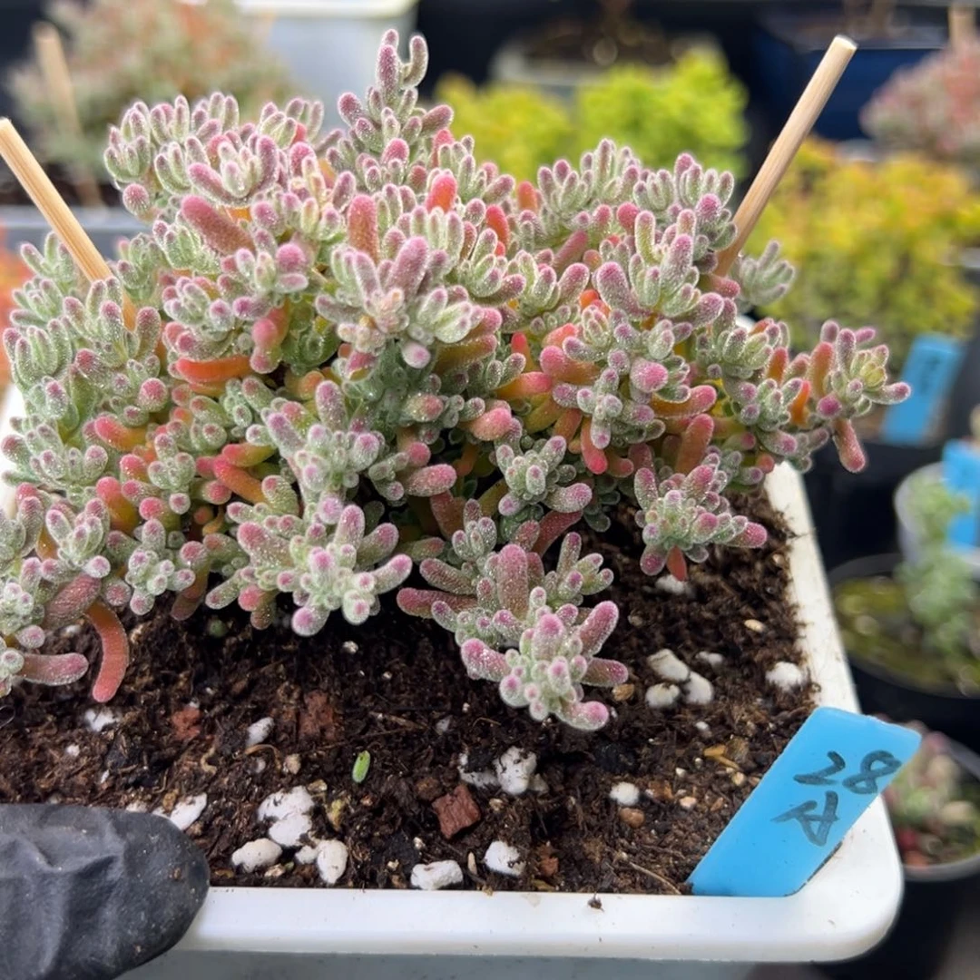 老桩冰紫28号12厘米盆