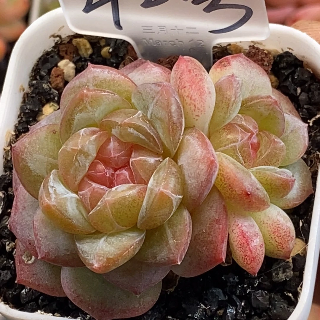 可以拍哦亲亲们哈哈