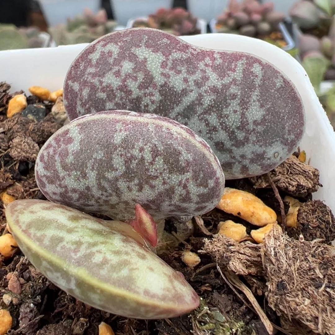 满斑花蛋多头纯木质桩多肉植物