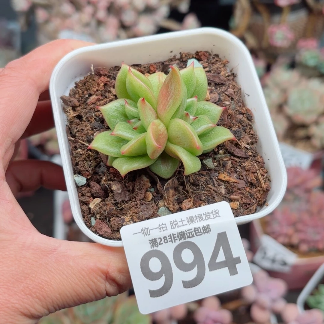 林肯玛利亚无盆土发货
