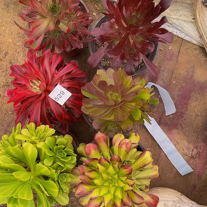 法师锦多肉组合529