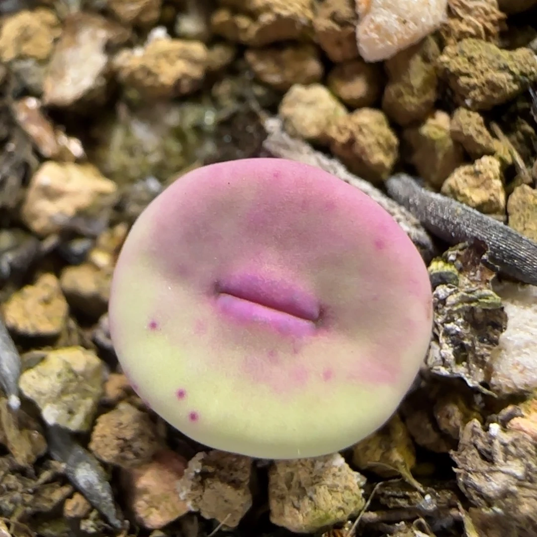 7.10  723小红嘴  5022