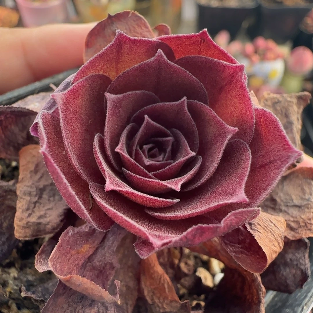 L262半城玫瑰惊羽