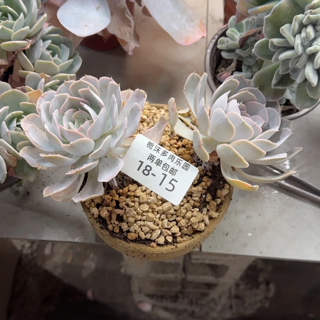 18-15圣卡罗斯多肉植物