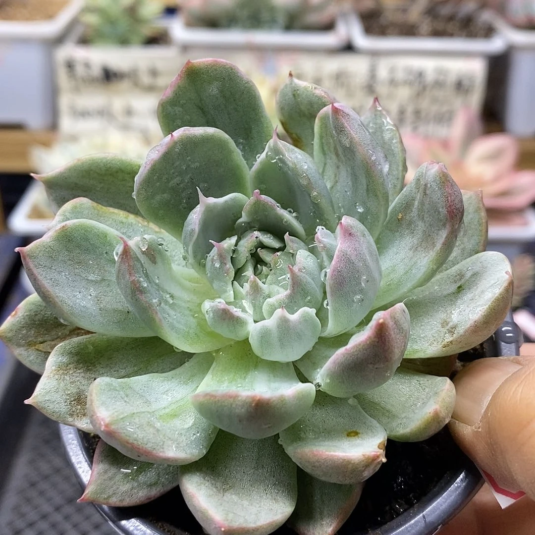 10241 不知名东云冰边雪花锦
