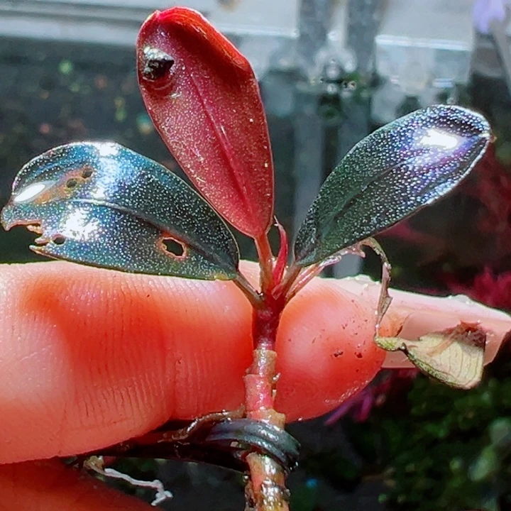 福利46号福利价植物一头