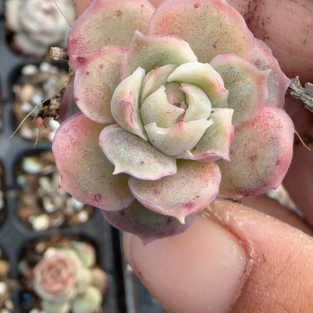 多肉小卡拉米糖心一物一拍