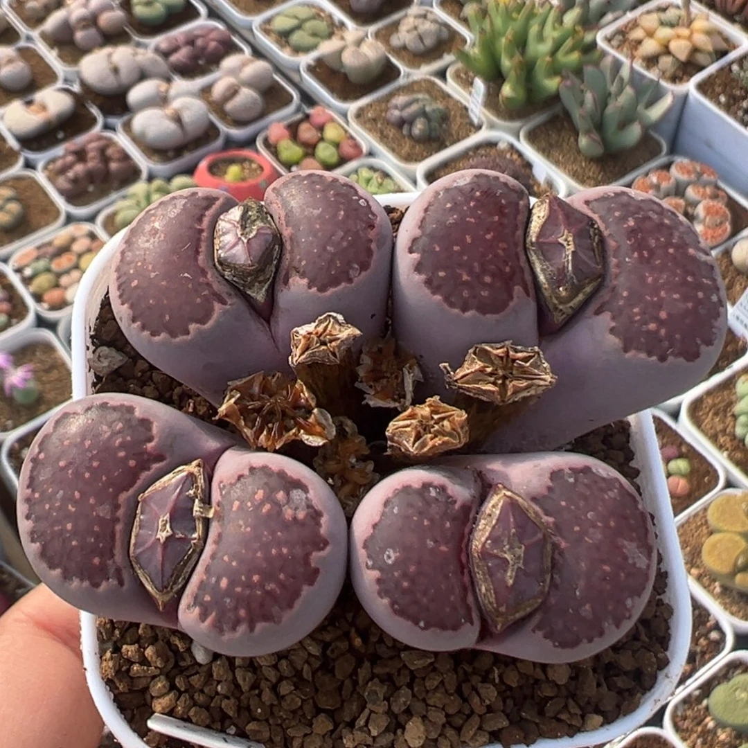 155多肉植物百科植物