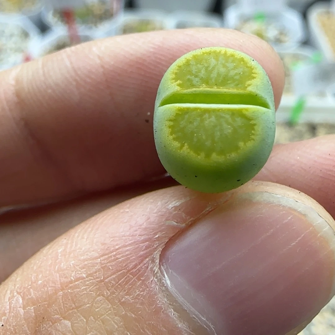 854 清框福利30包邮