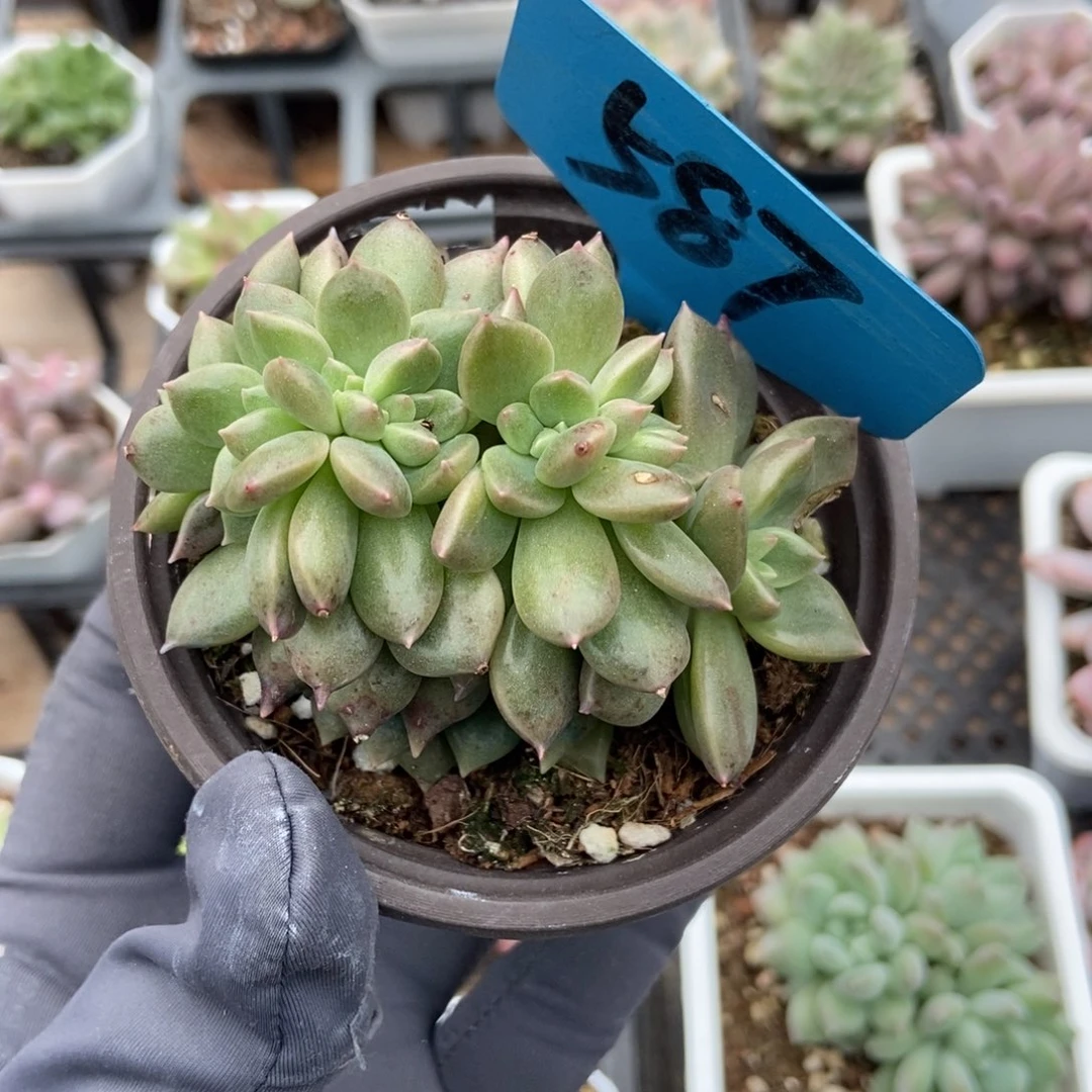 587璀璨缀多肉植物