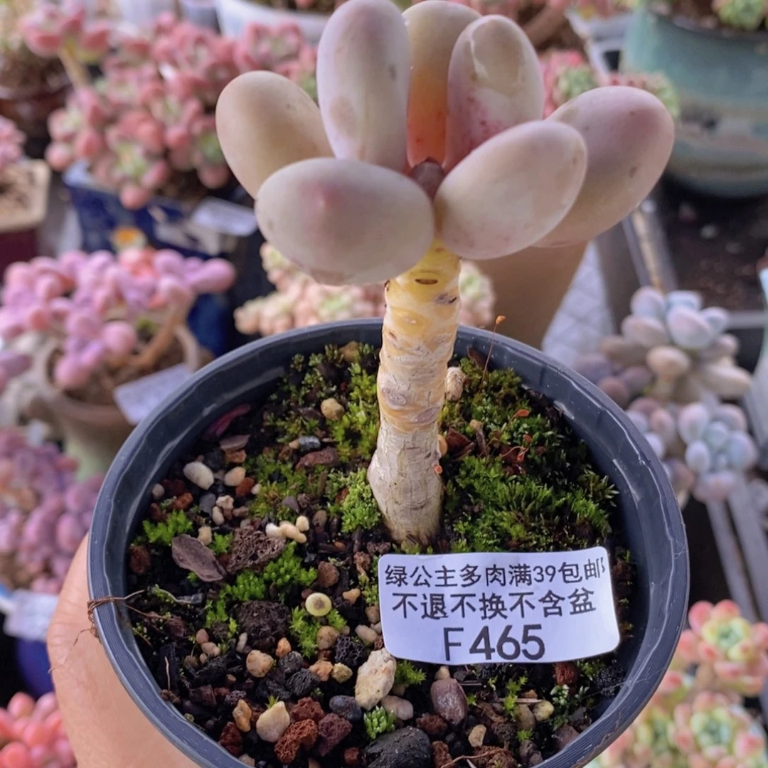 蛋黄奶单头465多肉植物