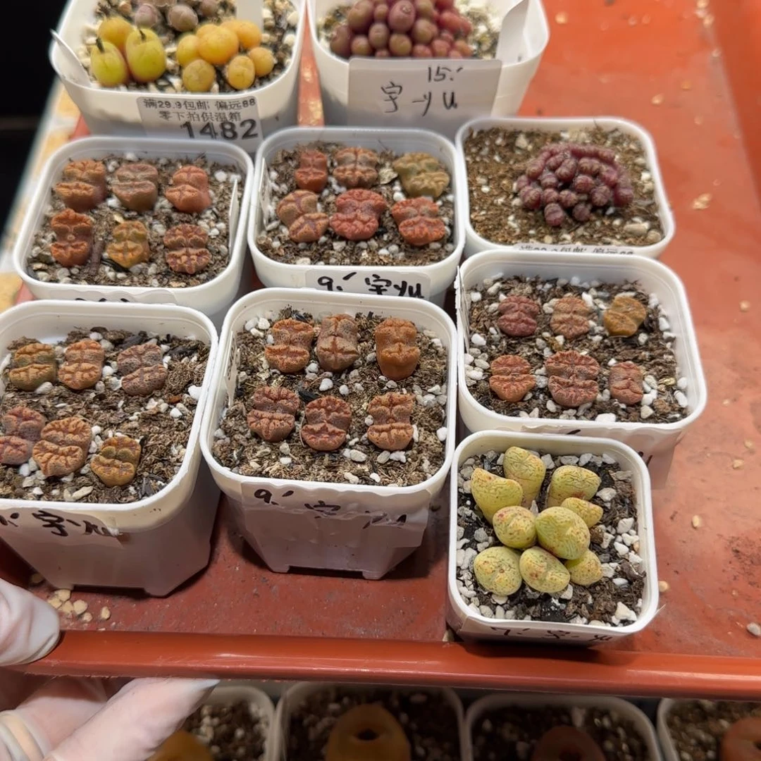 宇**-肉锥多肉植物百科1-1491