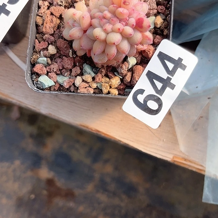 用****0多肉植物一物一拍