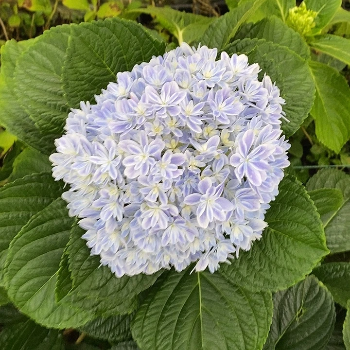 陈***蹦160号绣球/有色差介意勿拍/3单冷链包邮/偏远补运费发德邦