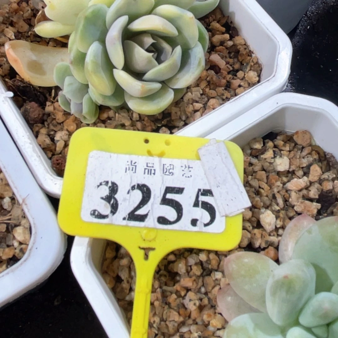 用****9多肉特价保温箱3255