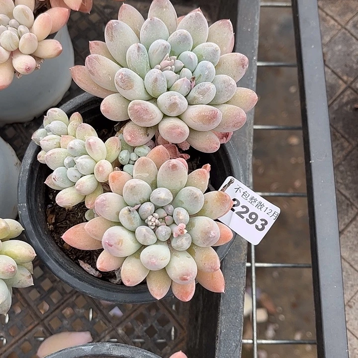 阿雅园艺。     2293奶糖