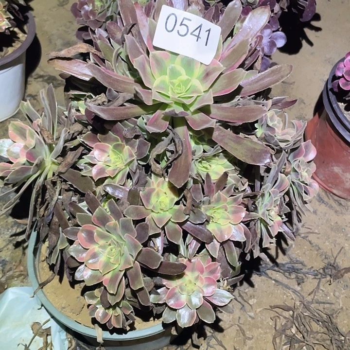 多肉植物法师541蒙娜丽莎