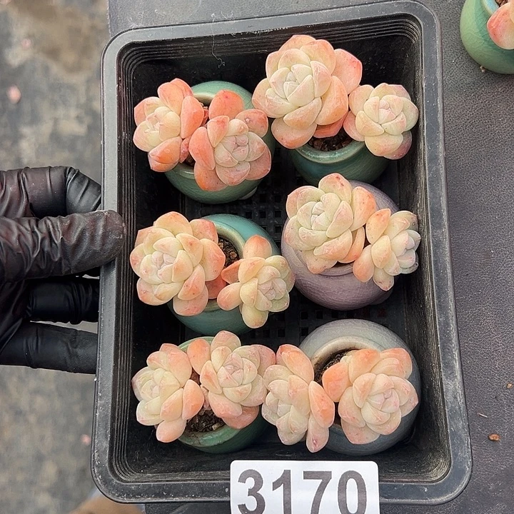 3170，六个双头冰玉带盆发的