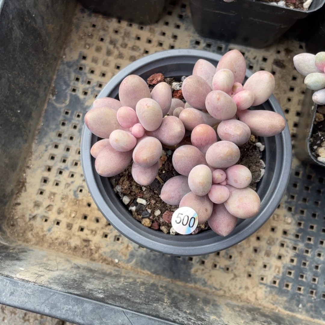 桃花奶酪多肉植物出血斑