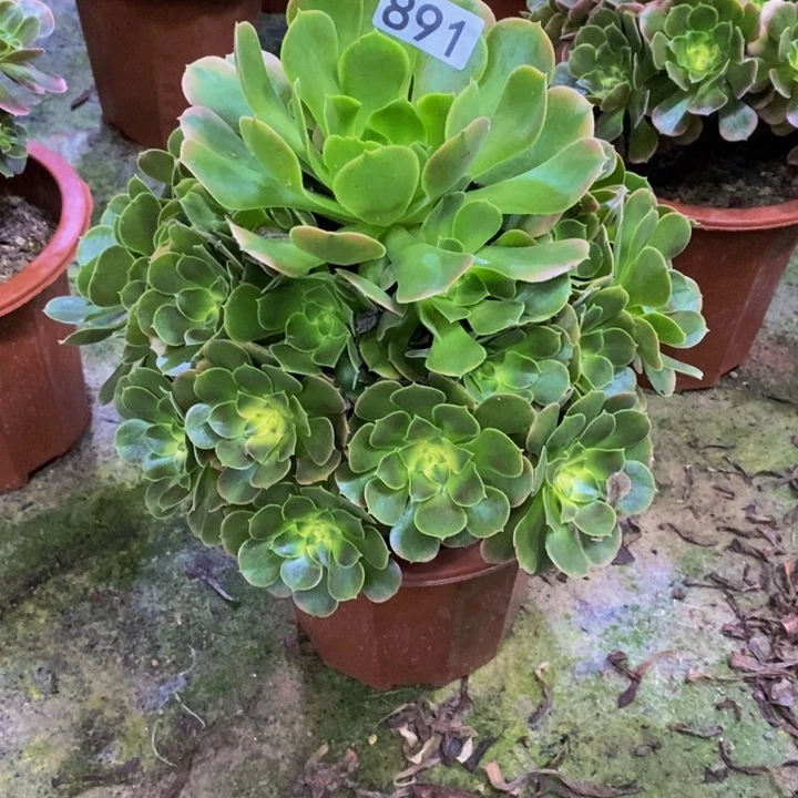 宁****香妃多肉植物891