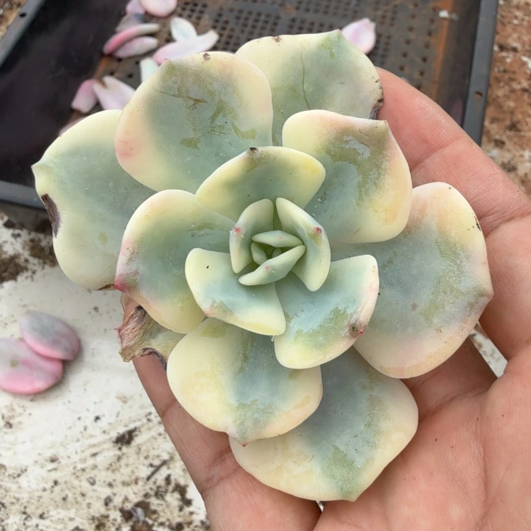 白月光锦一刻的腹欧你锦