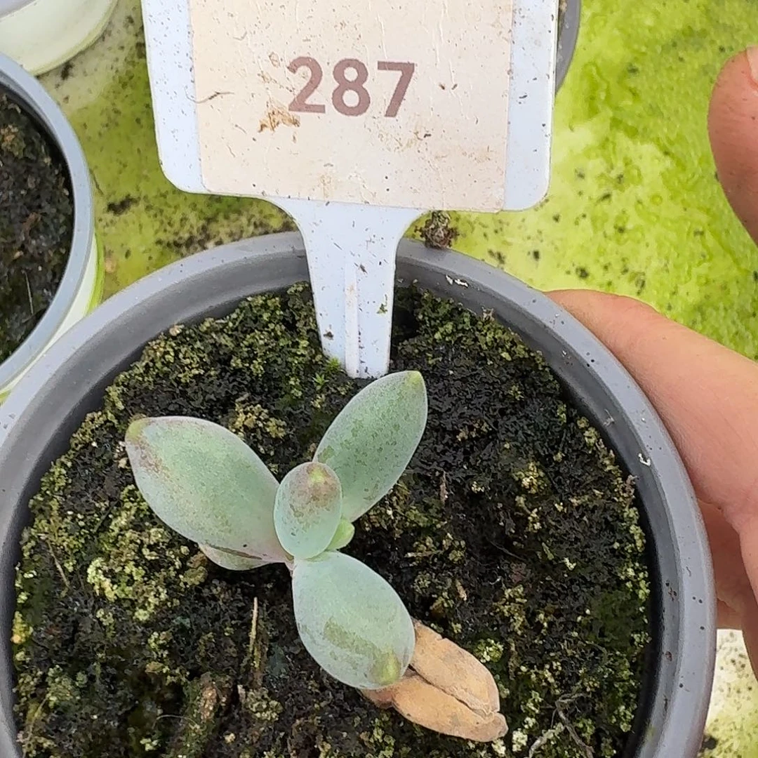 烟花1234567890111213
