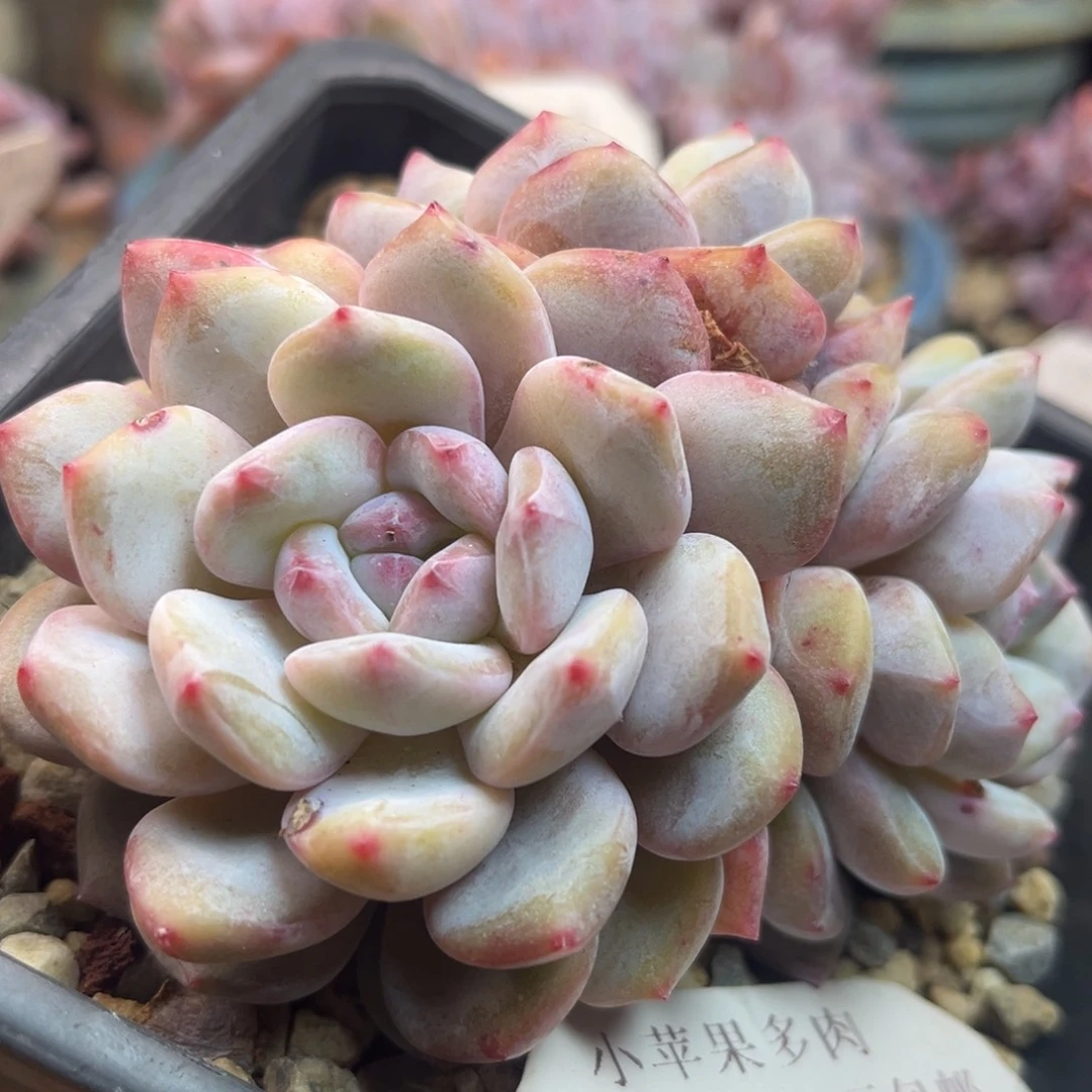 黄底紫心085/11cm3头