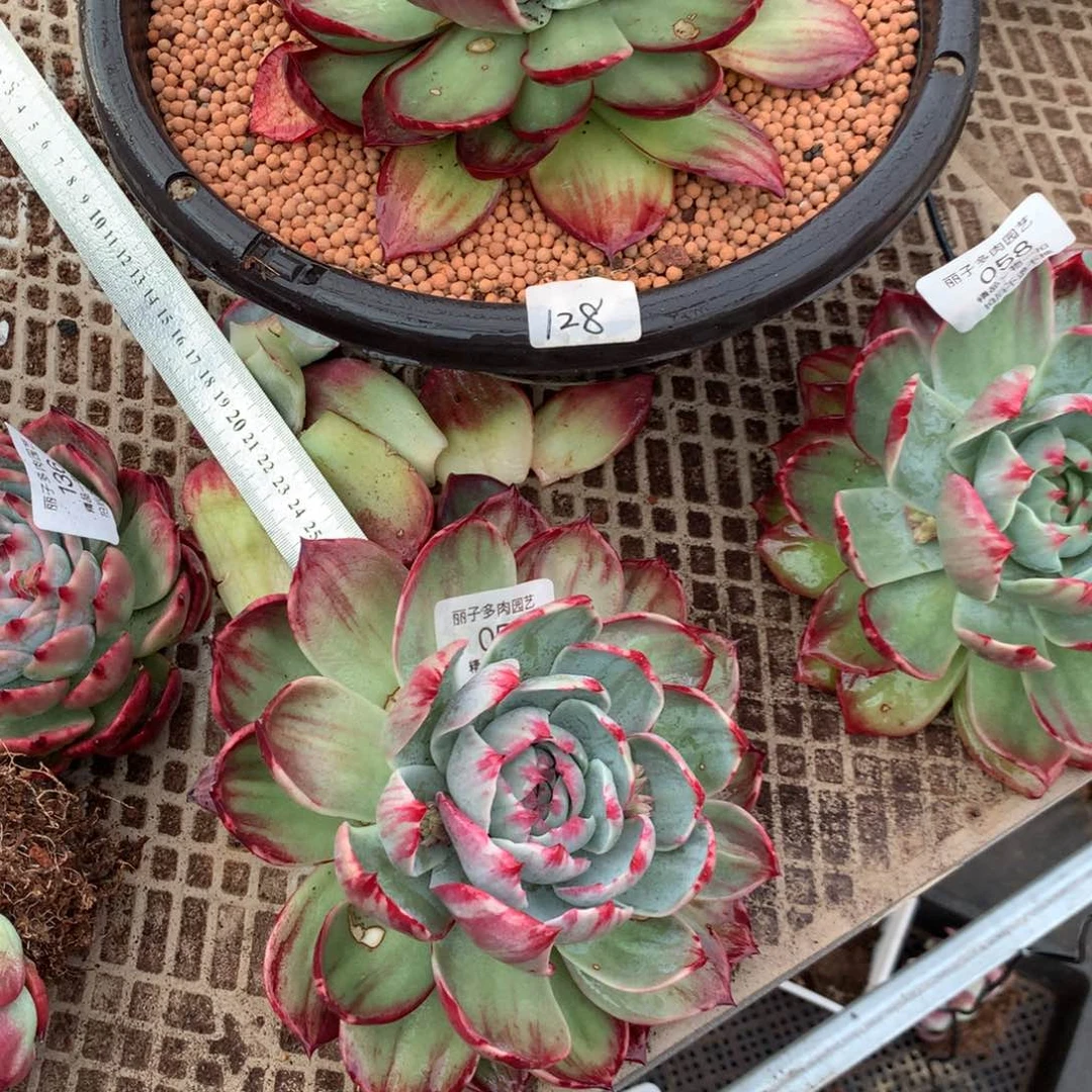 岁***～044.051号多肉植物惊鸿18厘米