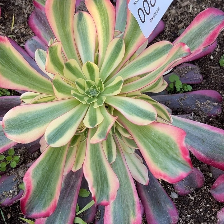 秋***云0085美杜莎多肉植物