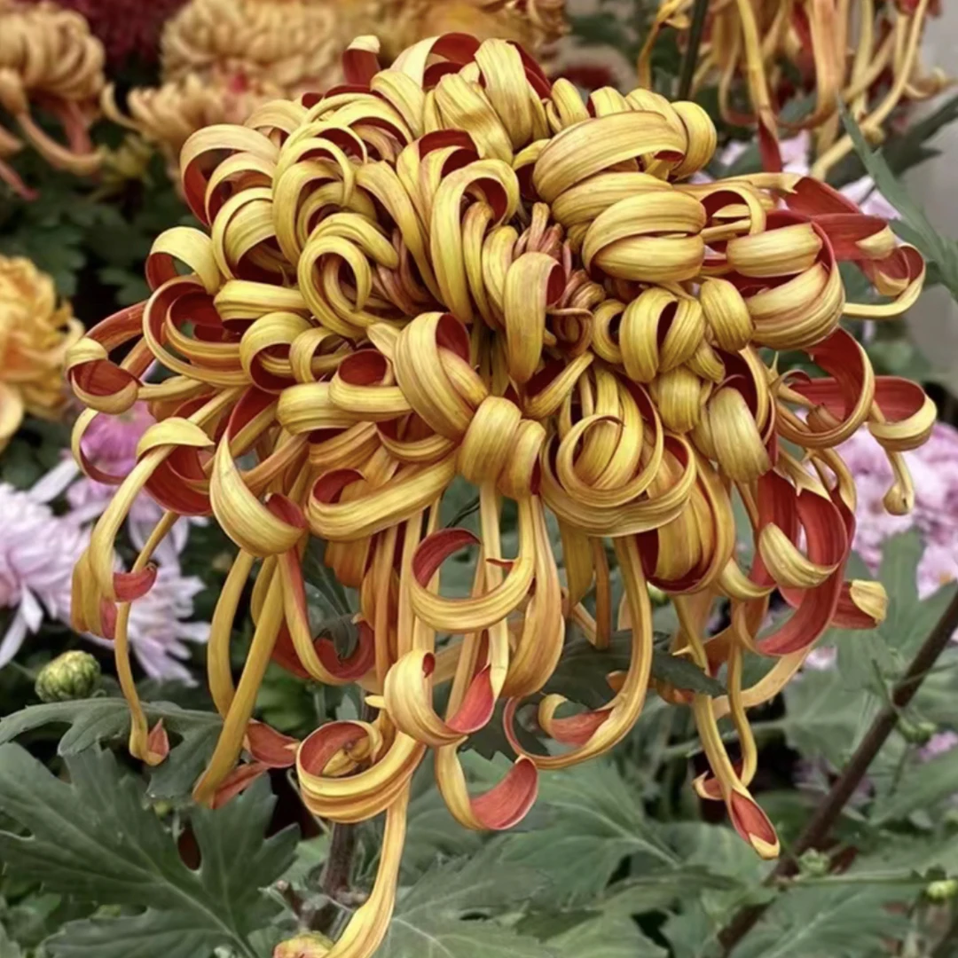 【太液娇容】八九月开花大菊花盆栽原盆原土基地直发对版好养活精品