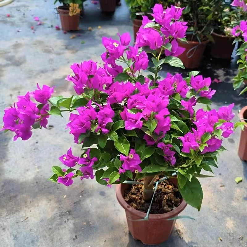 带花三角梅盆栽庭院花卉重瓣四季开花室内庭院阳台杆插好养植物