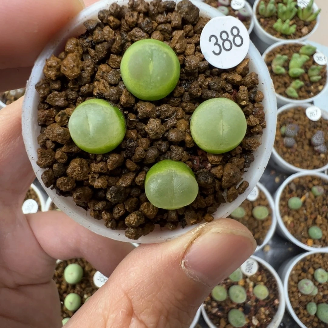 拉登一颗脱土3880000