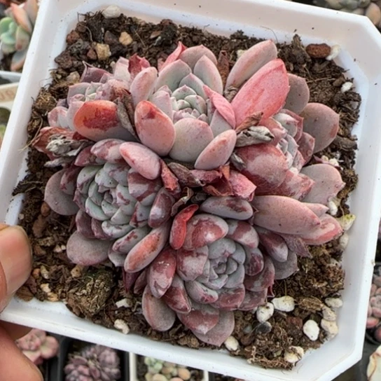 202拉皮多肉植物多