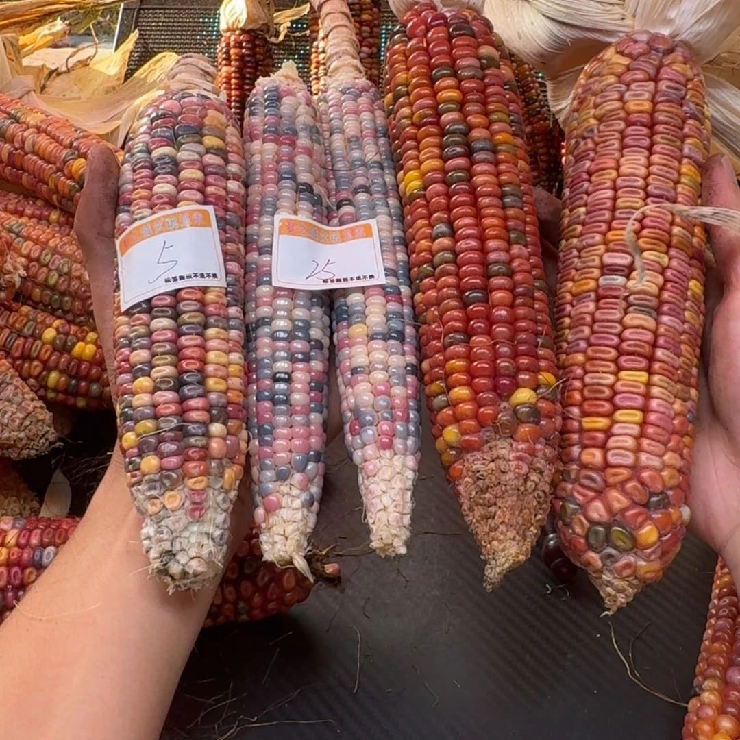 暖***.吊坠柏香籽/百香籽