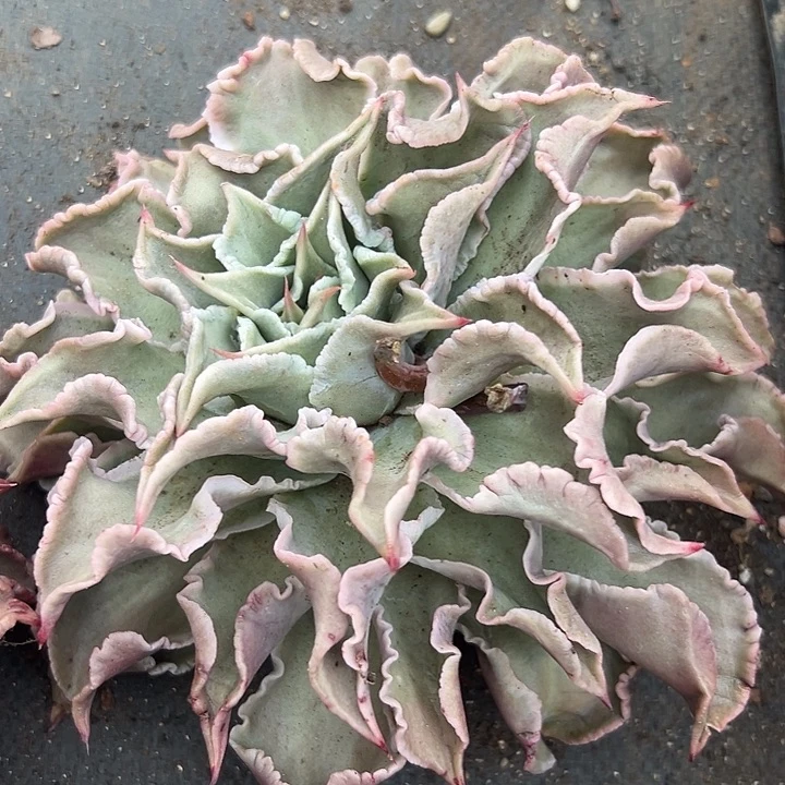 无花朵超大饺子皮。