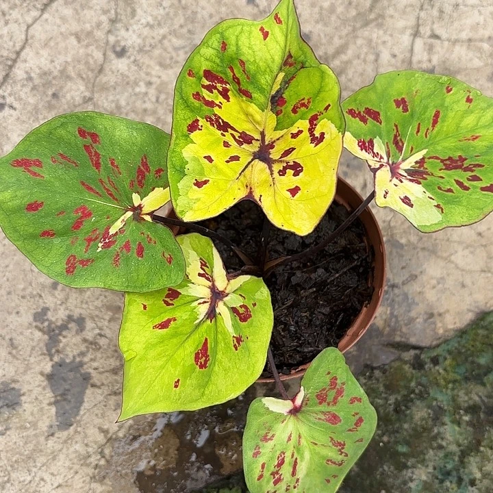 11-1222彩叶芋广东现货