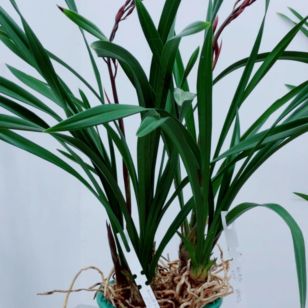 【闪购商品】无花朵东**起叶片有瑕