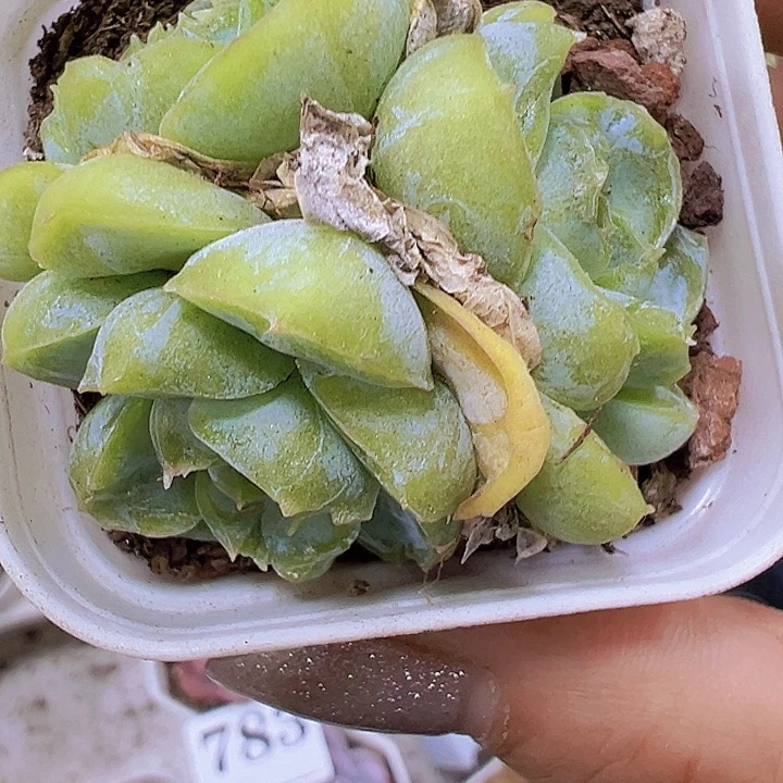 胖虎群19包邮多肉植物