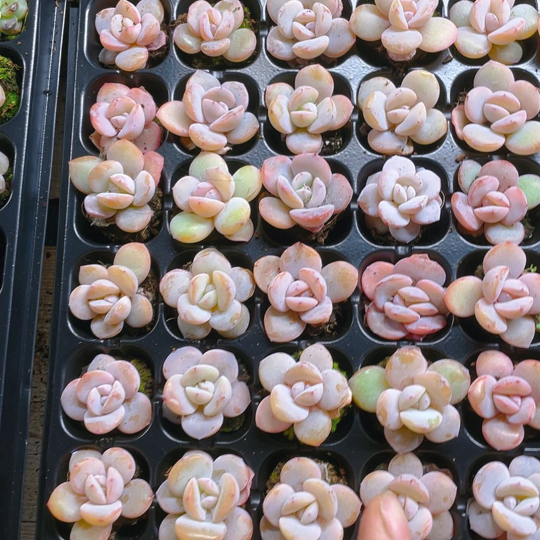 奶茶三个穴满25包邮