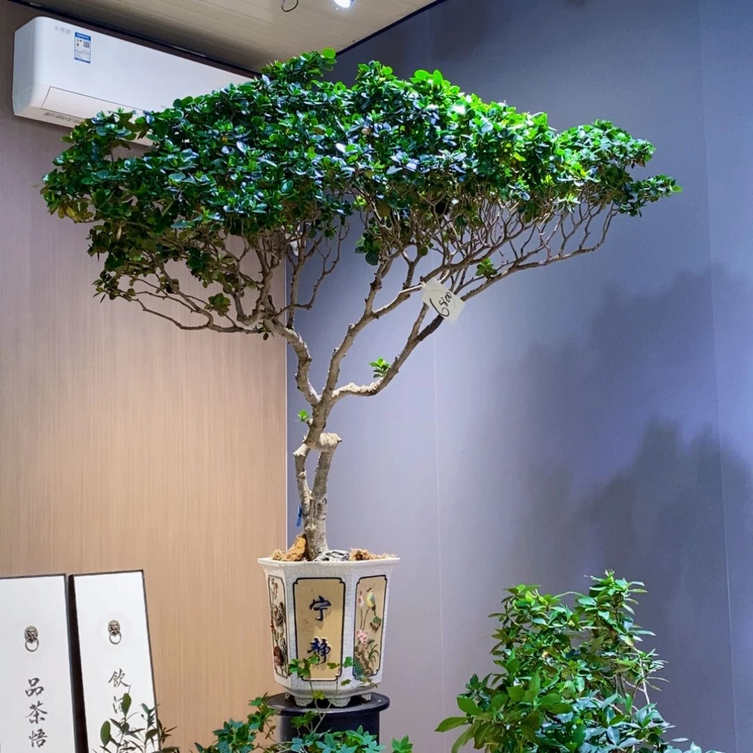 当前无花朵，栽培后可花朵「****」