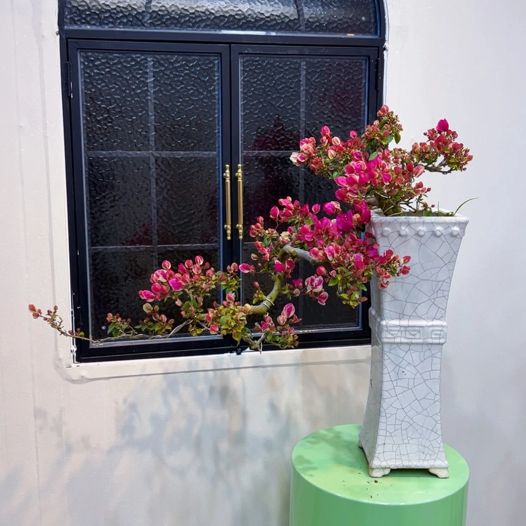 A***g完全开放漳红樱三角梅